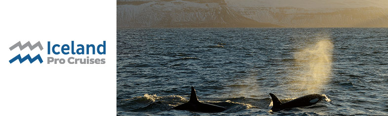 Whale watching on Iceland ProCruises