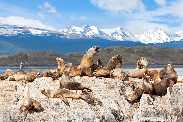 Ushuaia Sea Lions